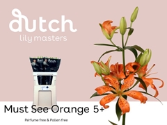 Lily Asiatic Must See 70cm 4+
