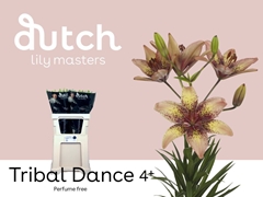 Lily Asiatic Tribal Dance 85cm 4+