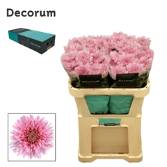 Chrysanth Single Kalimba 70cm 90gr.