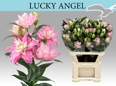 Lily Oriental Double Lucky Angel 80cm 3+
