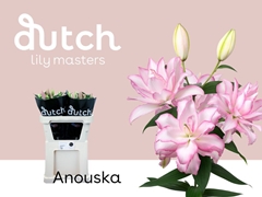 Lily Oriental Double Roselily Anouska 80cm 2+