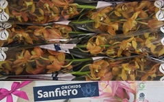 Cymbidium Charly Brown 80cm