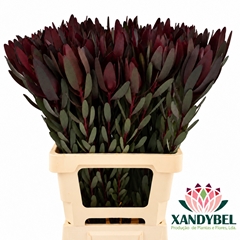Leucadendron Safari Sunset 70cm