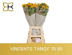 Helianthus Vincent's Tangy 70cm