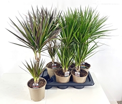 Dracaena Mix 17Ø 75cm