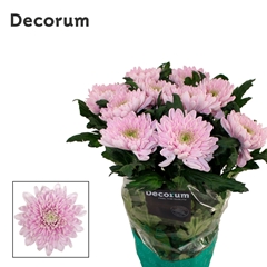 Chrysanth Single Rossano 70cm 75gr.