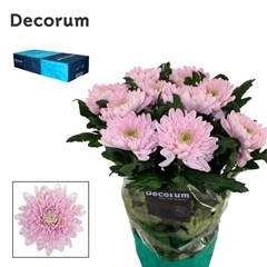 Chrysanth Single Rossano 70cm 75gr.