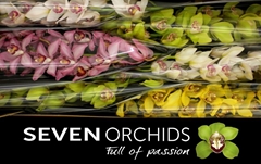Cymbidium Mix 80cm