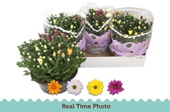 Chrysanth Mix 23Ø 27cm