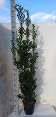 Ilex Meserveae 27Ø 195cm