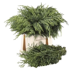 Coniferen Greens Per Bunch 40cm