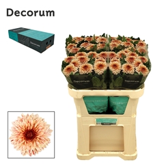 Chrysanth Single Pip Salmon 70cm 95gr.