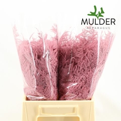 Asparagus Setaceus Painted Pink 45cm