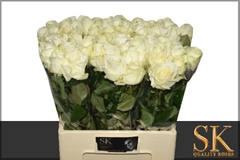 Rosa Avalanche+ 60cm