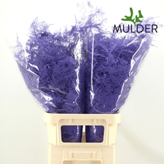 Asparagus Setaceus Painted Milka 85cm