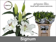 Lily Oriental Signum 95cm 5+