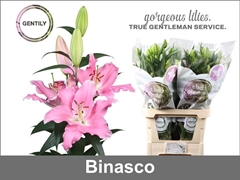 Lily Oriental Binasco 85cm 3+