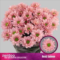 Chrysanth Spray Resq Salmon 70cm 80gr.