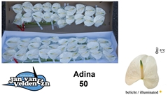 Anthurium Adina 9cm Hd