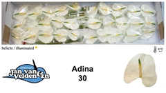 Anthurium Adina 9cm Hd