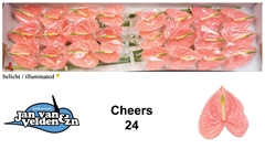 Anthurium Cheers 11cm Hd