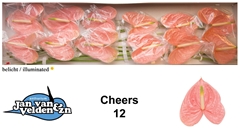 Anthurium Cheers 13cm Hd