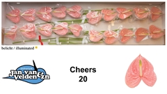 Anthurium Cheers 9cm Hd