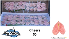 Anthurium Cheers 9cm Hd