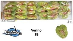 Anthurium Verino 13cm Hd
