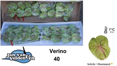 Anthurium Verino 11cm Hd
