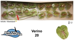 Anthurium Verino 9cm Hd