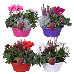 Bedding Plants Mix 23Ø 30cm