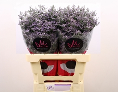 Limonium Skylight 60cm 20gr.