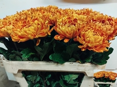 Chrysanth Single Astro 75cm 65gr.