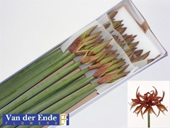 Hippeastrum Spider Merenque 80cm