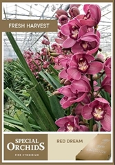 Cymbidium Red Dream 80cm