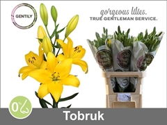Lily La Tobruk 90cm 5+