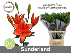 Lily La Sunderland 90cm 5+