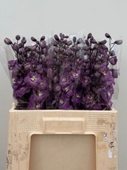Delphinium Double Dewi Pink Floyd 60cm