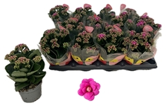 Kalanchoe Double More Flowers Augusta 10Ø 22cm