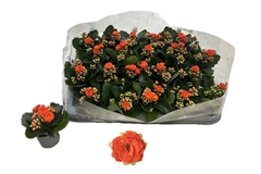 Kalanchoe Double Rose Flowers Agnes 6Ø 13cm