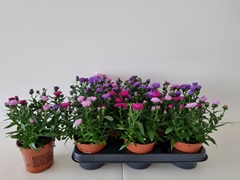 Aster Victoria Mix 11Ø 25cm