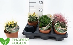 Cactus Mix 12Ø 15cm