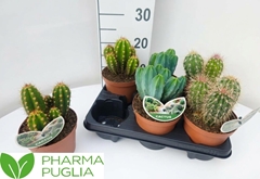 Cactus Mix 14Ø 20cm