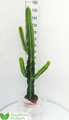 Euphorbia Candelabrum 24Ø 150cm