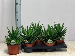 Aloe Perfoliata 17Ø 35cm
