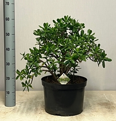 Crassula Ovata 32Ø 65cm