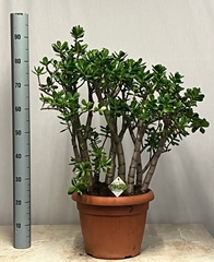 Crassula Ovata 35Ø 90cm