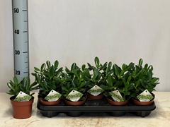 Crassula Ovata 12Ø 20cm