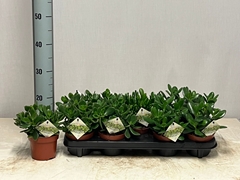 Crassula Mixed 12Ø 20cm